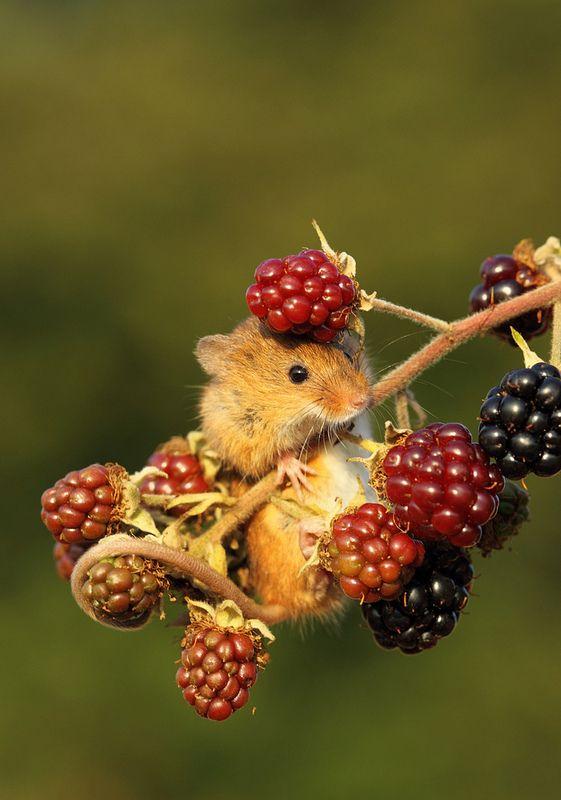 Berry Bounty: Freshness from the Fields